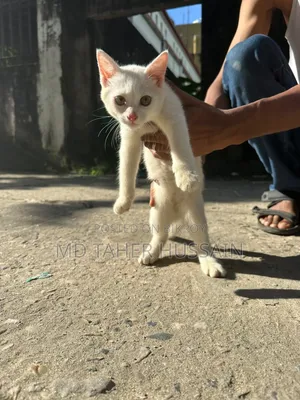 1-3 Months Male Mixed Breed Persian