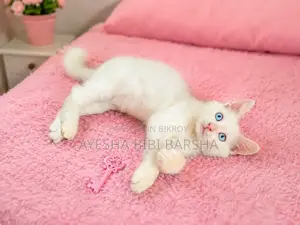 1-3 Months Female Mixed Breed Persian
