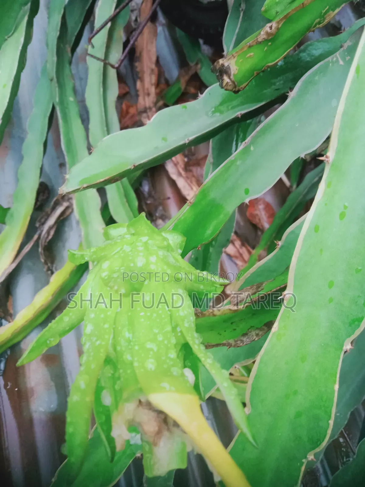 ফল ও ফুলসহ সাদা ড্রাগন ফলের বড় গাছ