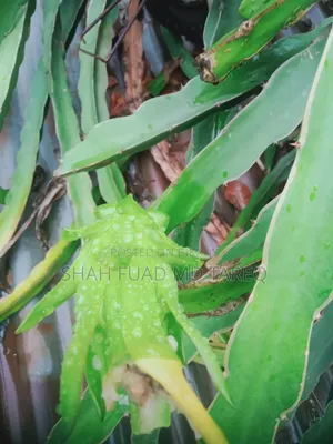 ফল ও ফুলসহ সাদা ড্রাগন ফলের বড় গাছ