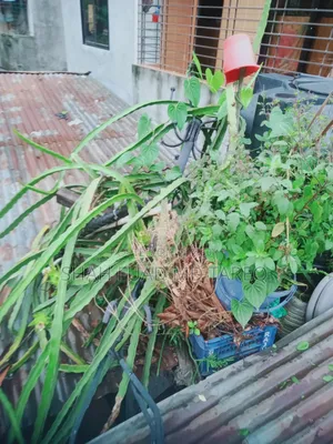 ফল ও ফুলসহ সাদা ড্রাগন ফলের বড় গাছ