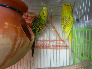 বাজরিগার পাখি