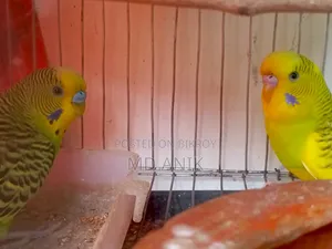 বাজরিগার পাখি