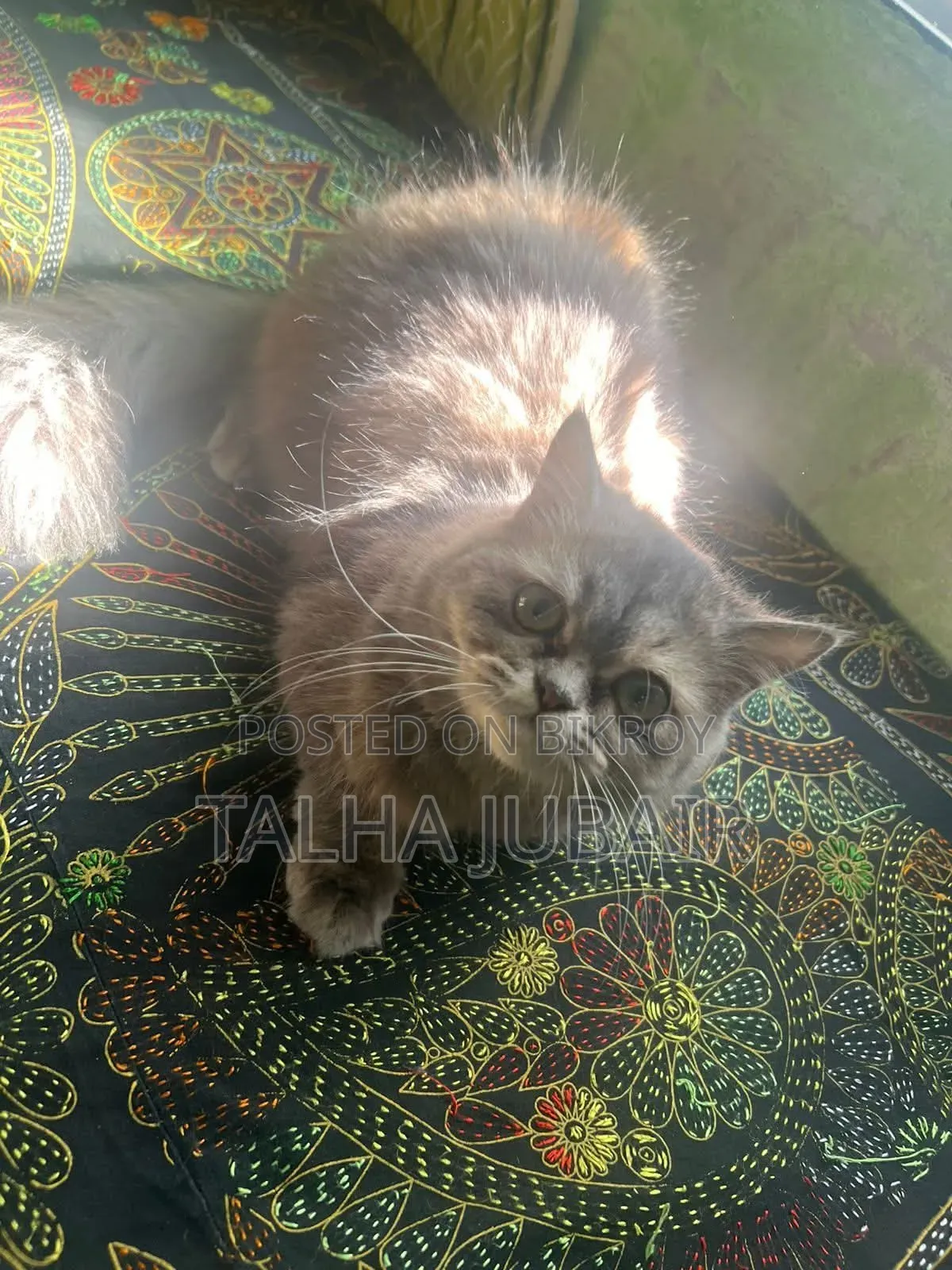 6-12 Months Female Purebred Persian