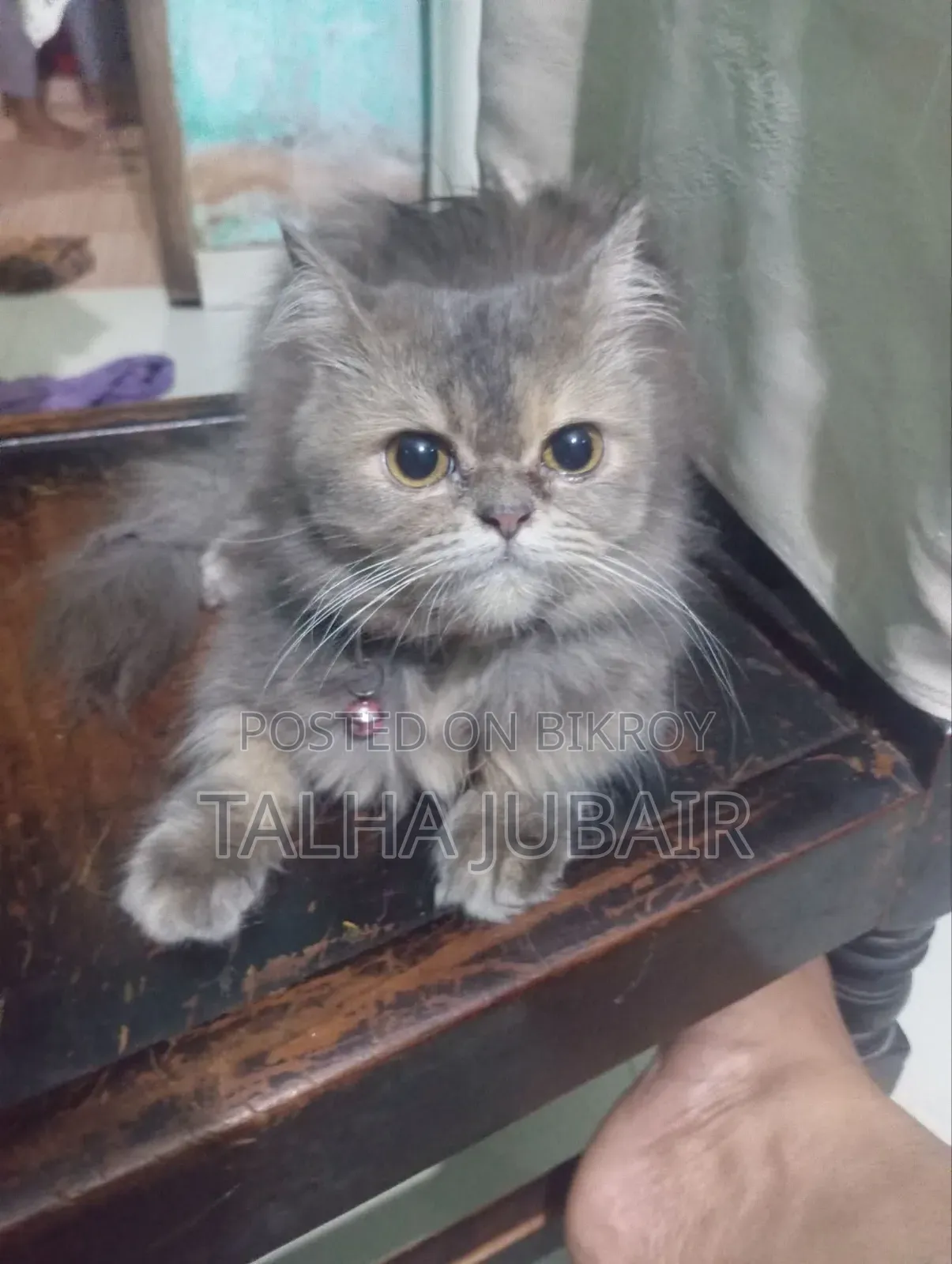6-12 Months Female Purebred Persian
