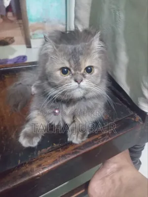6-12 Months Female Purebred Persian