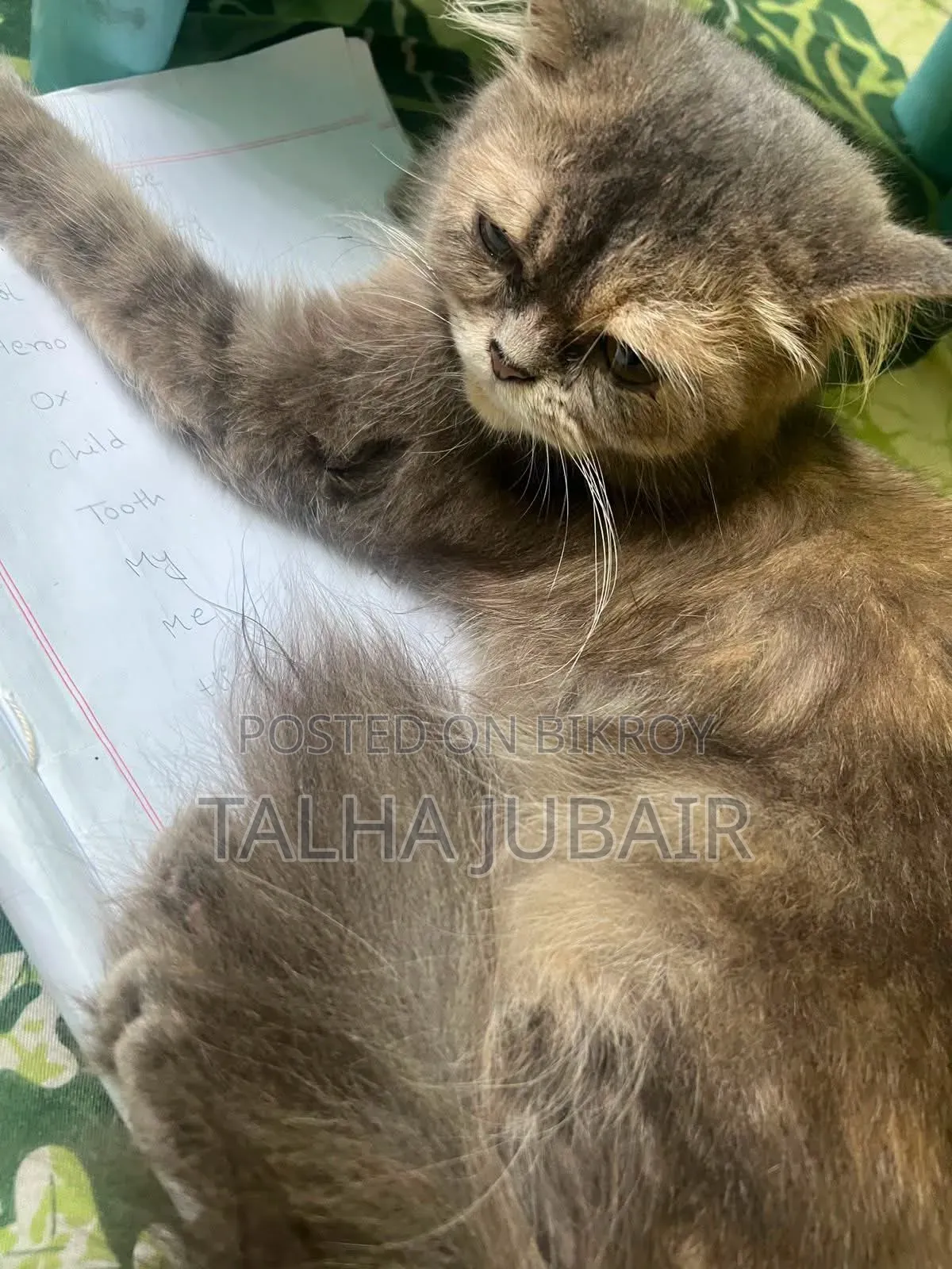 6-12 Months Female Purebred Persian