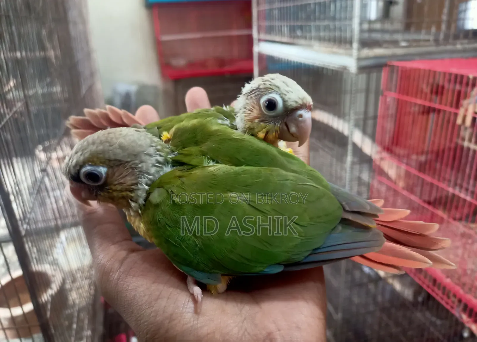 Pineapple Conure Tame Size Baby Price Given