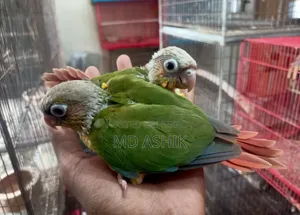 Pineapple Conure Tame Size Baby Price Given