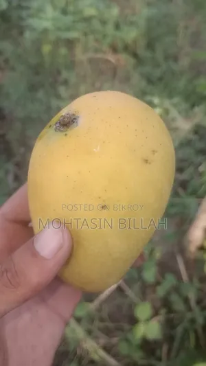 আম (কাটিমোন)