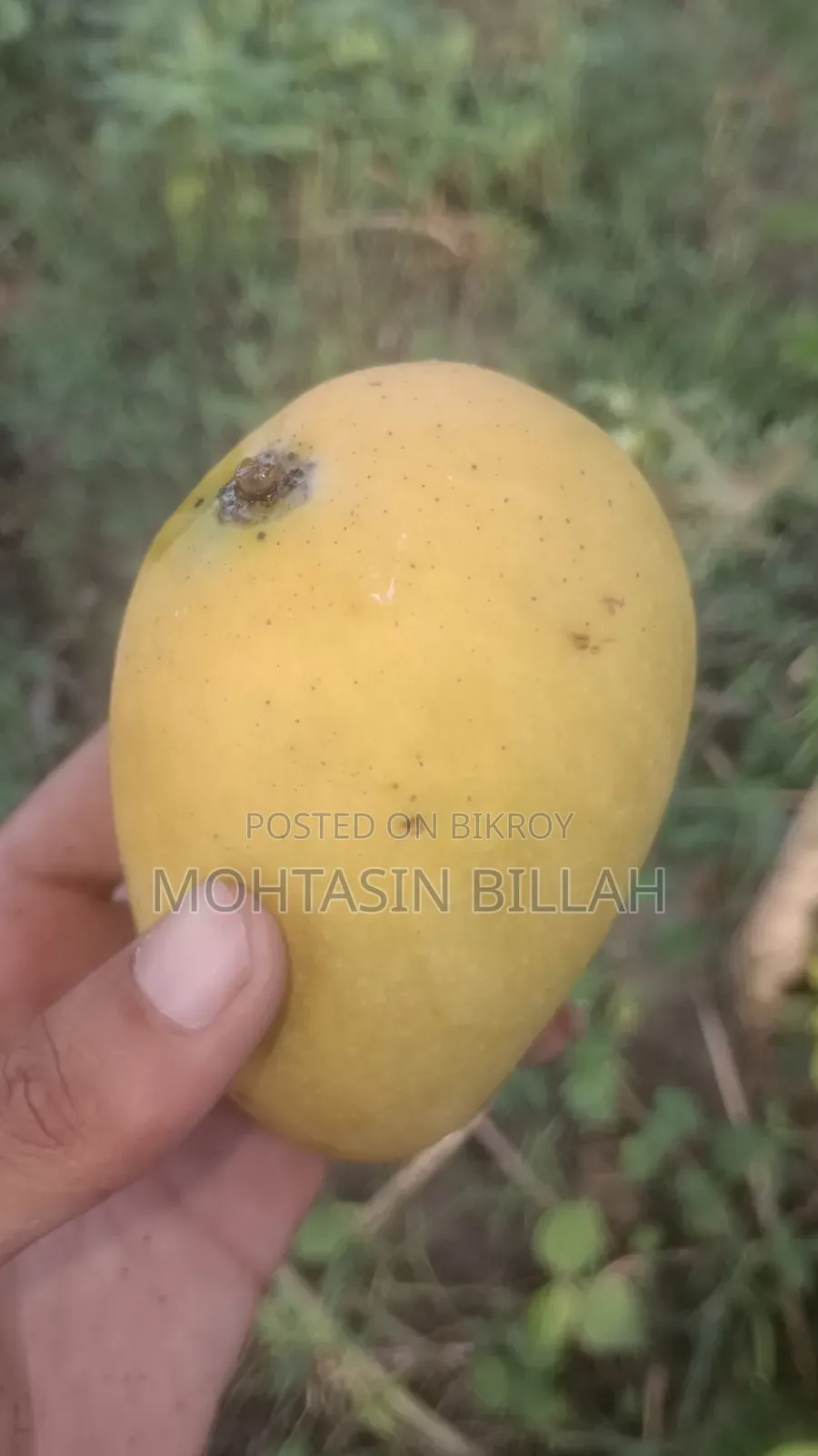 আম (কাটিমোন)