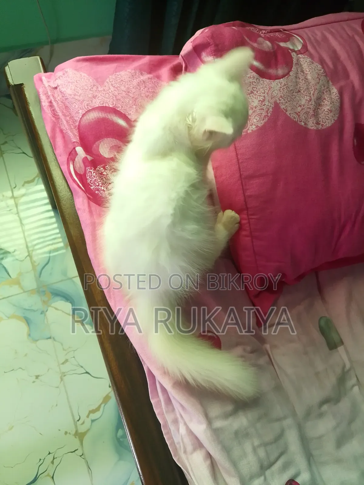 ৩-৬ মাসের নর মিশ্র জাতের পার্সিয়ান বিড়াল