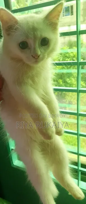 ৩-৬ মাসের নর মিশ্র জাতের পার্সিয়ান বিড়াল