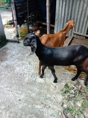 Two Totapuri Female Goats