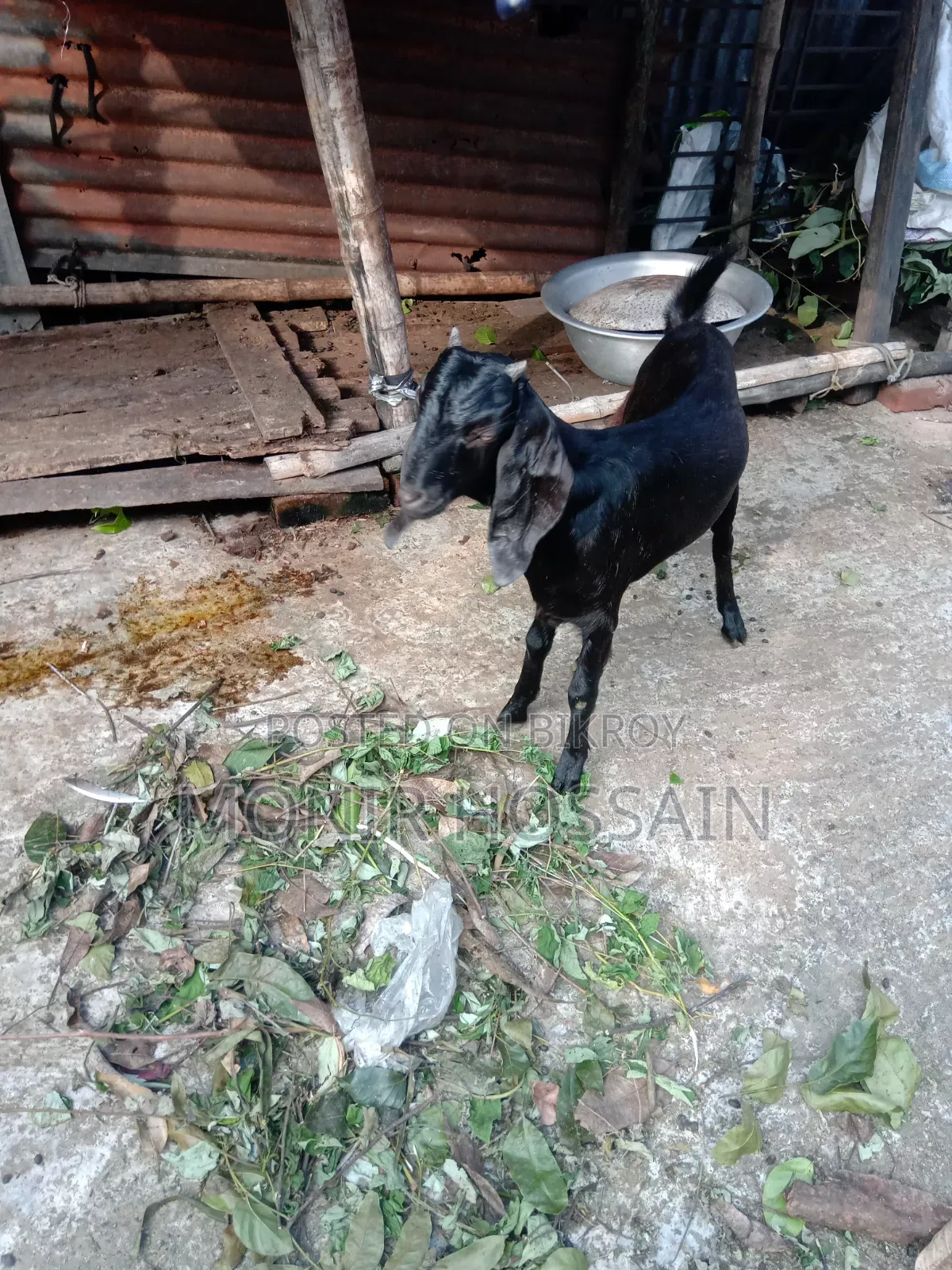 দুইটা তোতাপুরি মেয়ে ছাগল