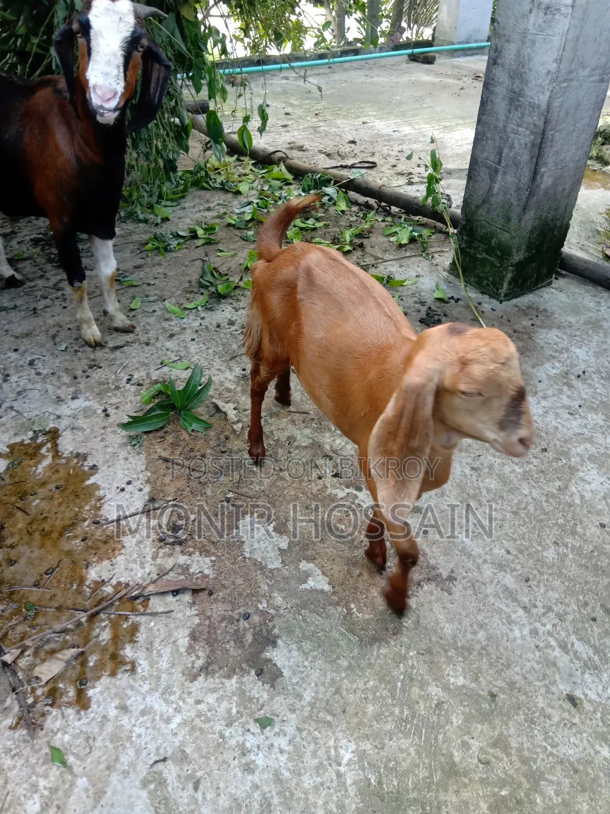 দুইটা তোতাপুরি মেয়ে ছাগল