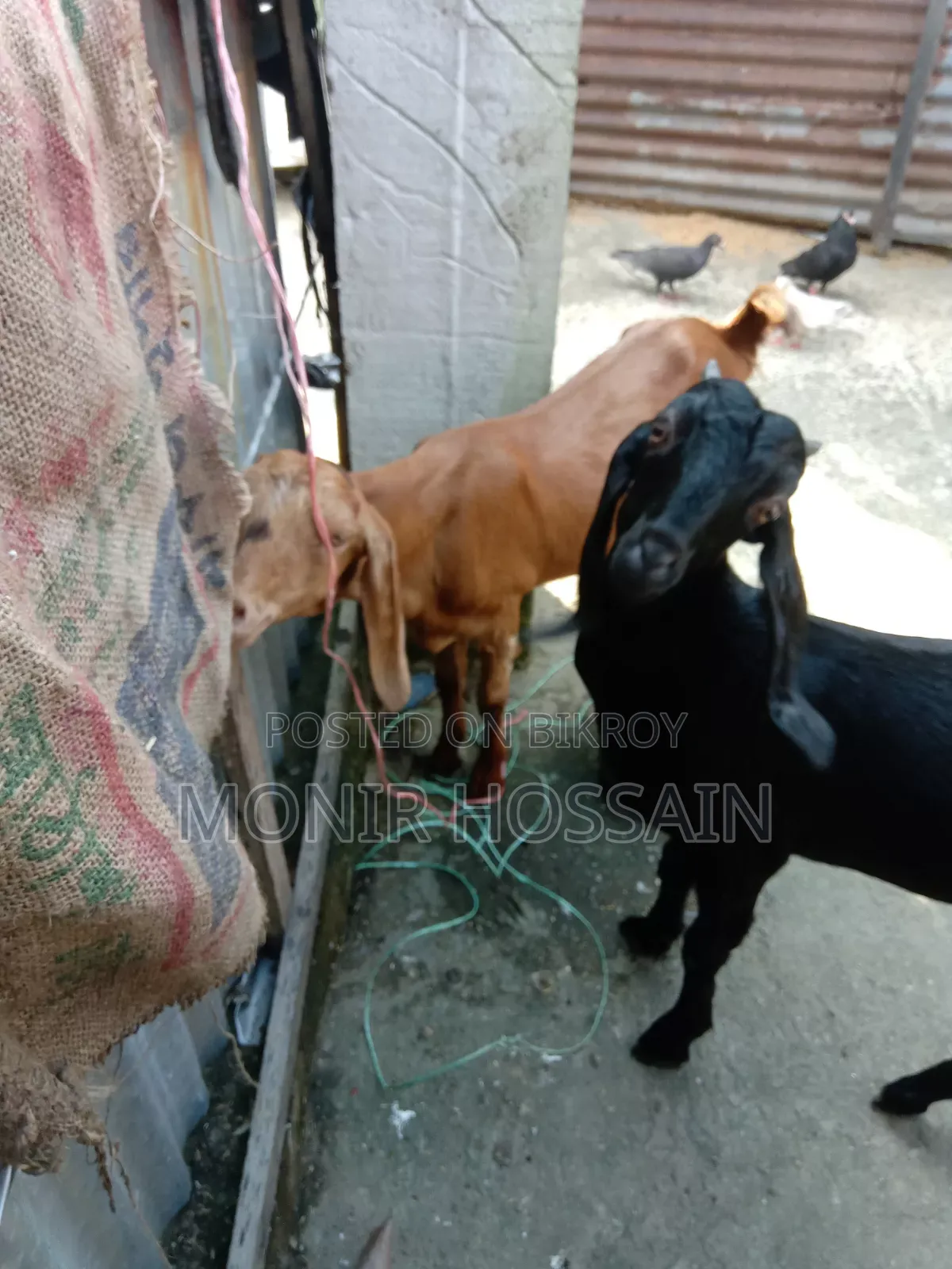 দুইটা তোতাপুরি মেয়ে ছাগল
