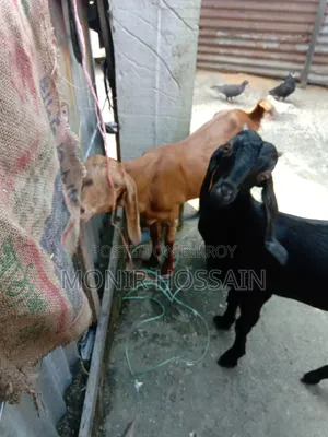 দুইটা তোতাপুরি মেয়ে ছাগল