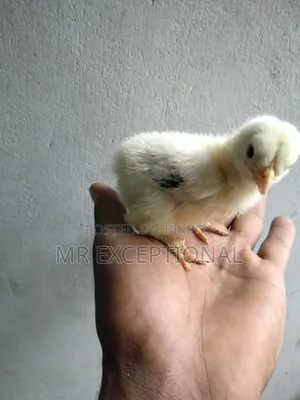 Buff Brahma Chicks