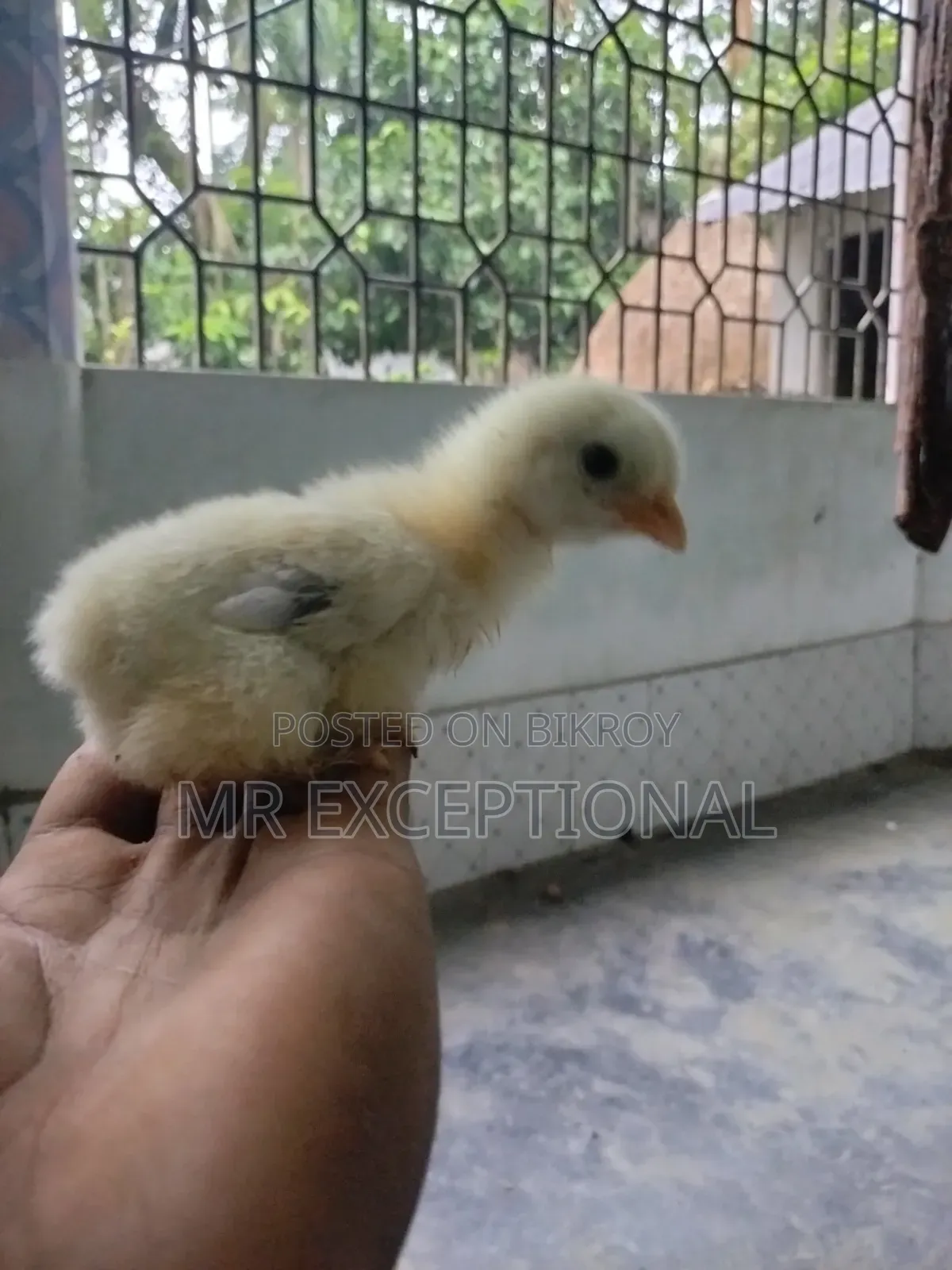 Buff Brahma Chicks