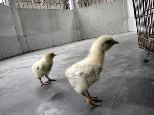 Buff Brahma Chicks