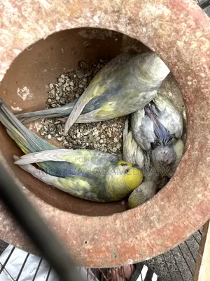 Rainbow Budgies Birds with 2 Chicks