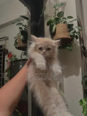 1-3 Months Female Purebred Persian Kitten