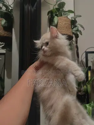 1-3 Months Female Purebred Persian Kitten