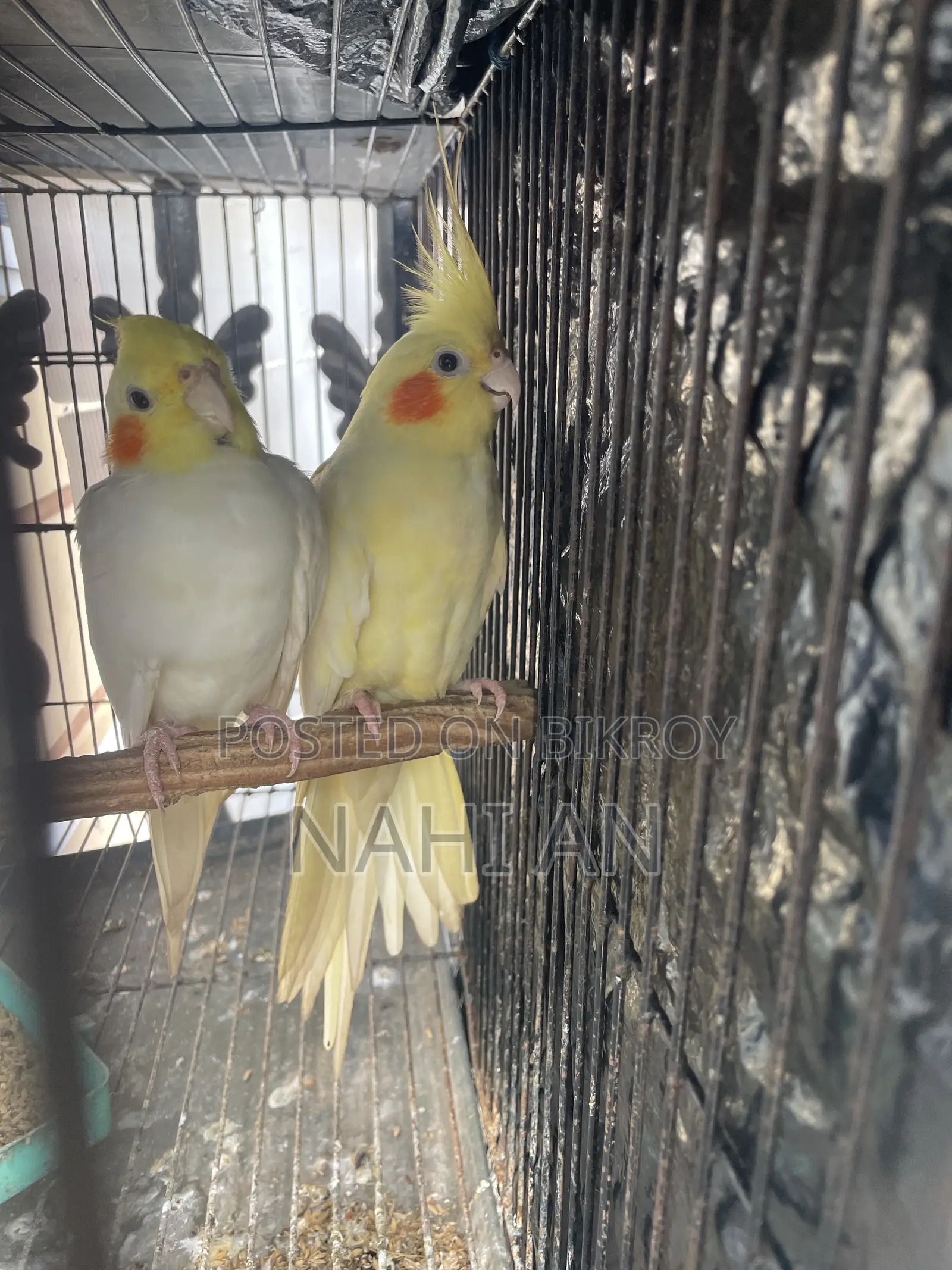 Lutino Cockatiel