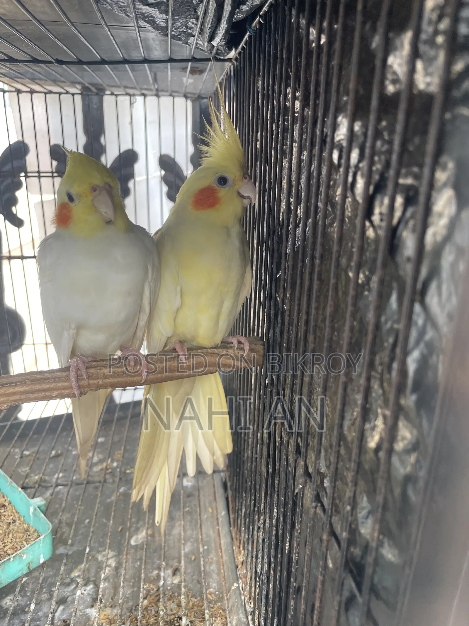 Lutino Cockatiel