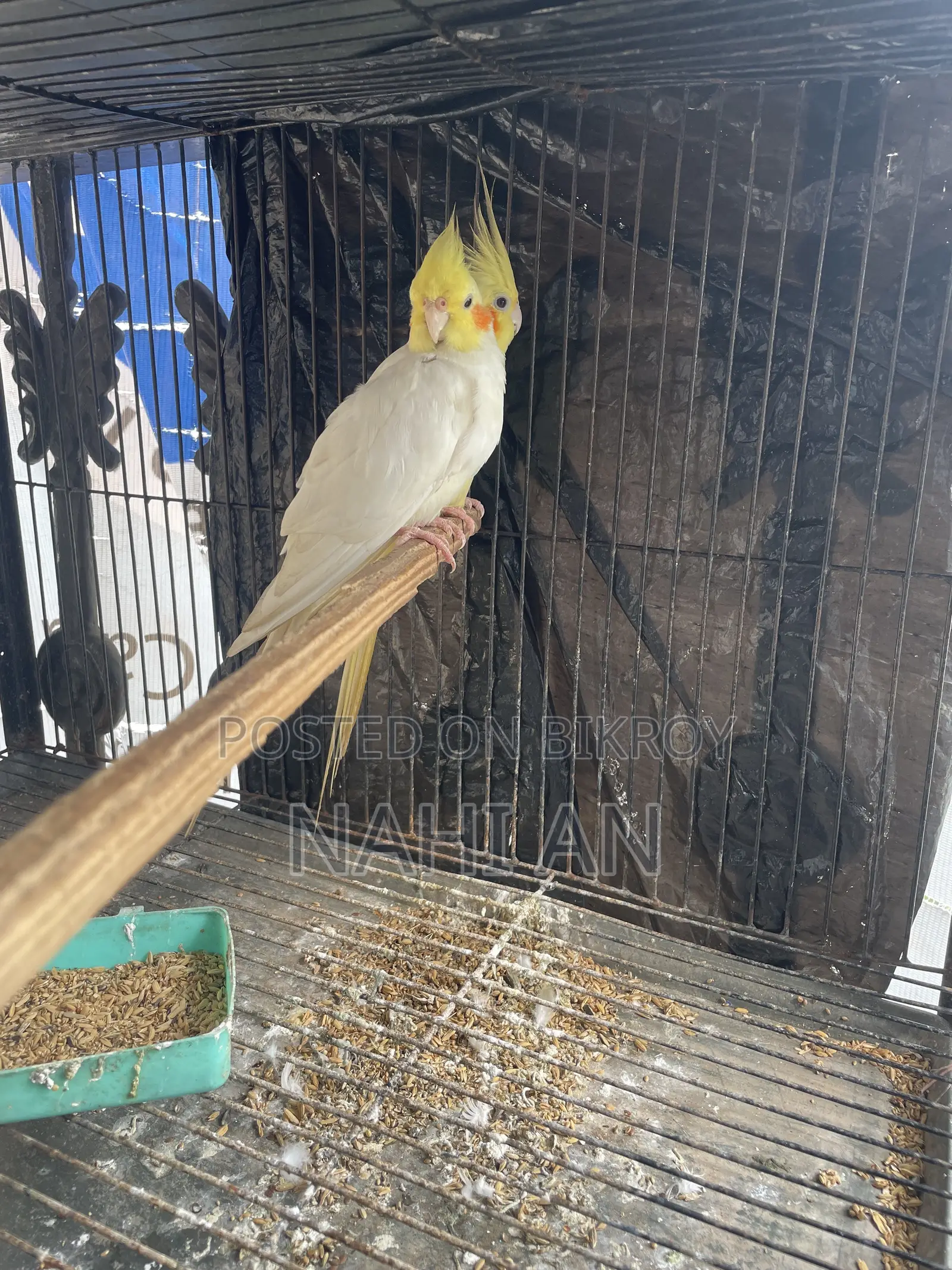 Lutino Cockatiel