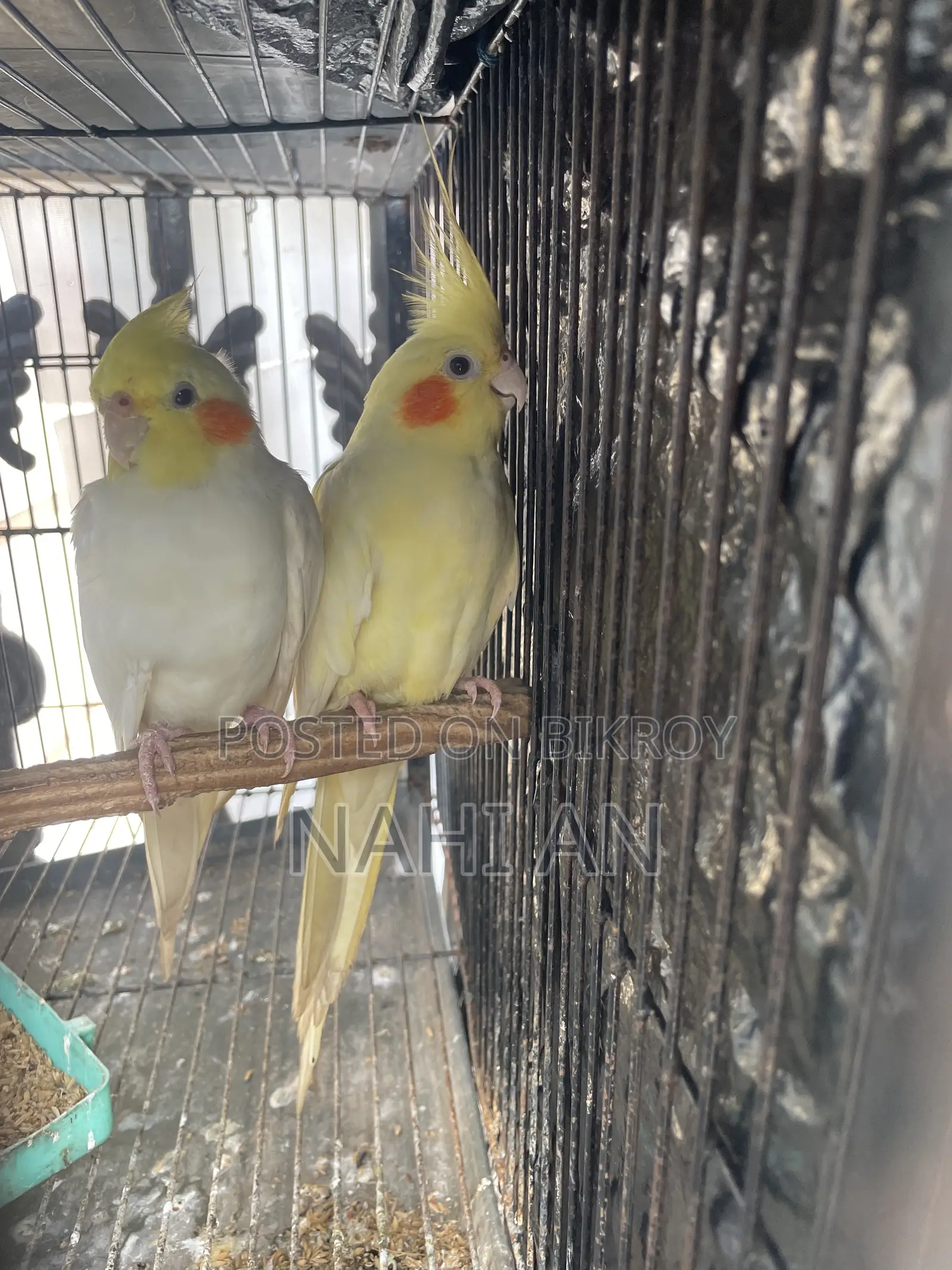 Lutino Cockatiel