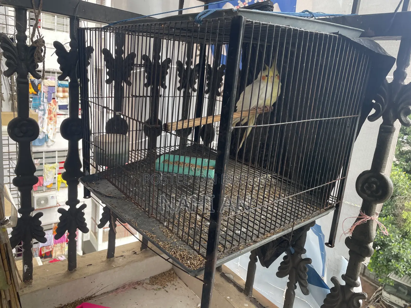 Lutino Cockatiel