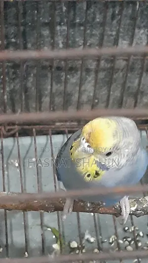বাজরিগার পাখি (Female)
