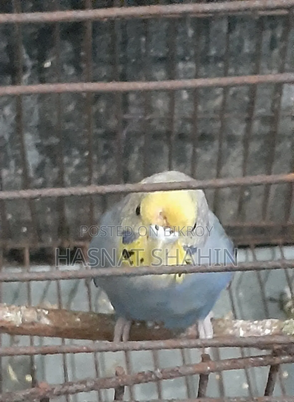 বাজরিগার পাখি (Female)