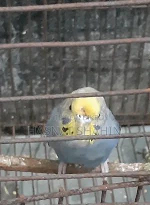 বাজরিগার পাখি (Female)