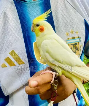ফুল টেম কোকাটেল পাখি