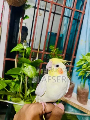 ফুল টেম কোকাটেল পাখি