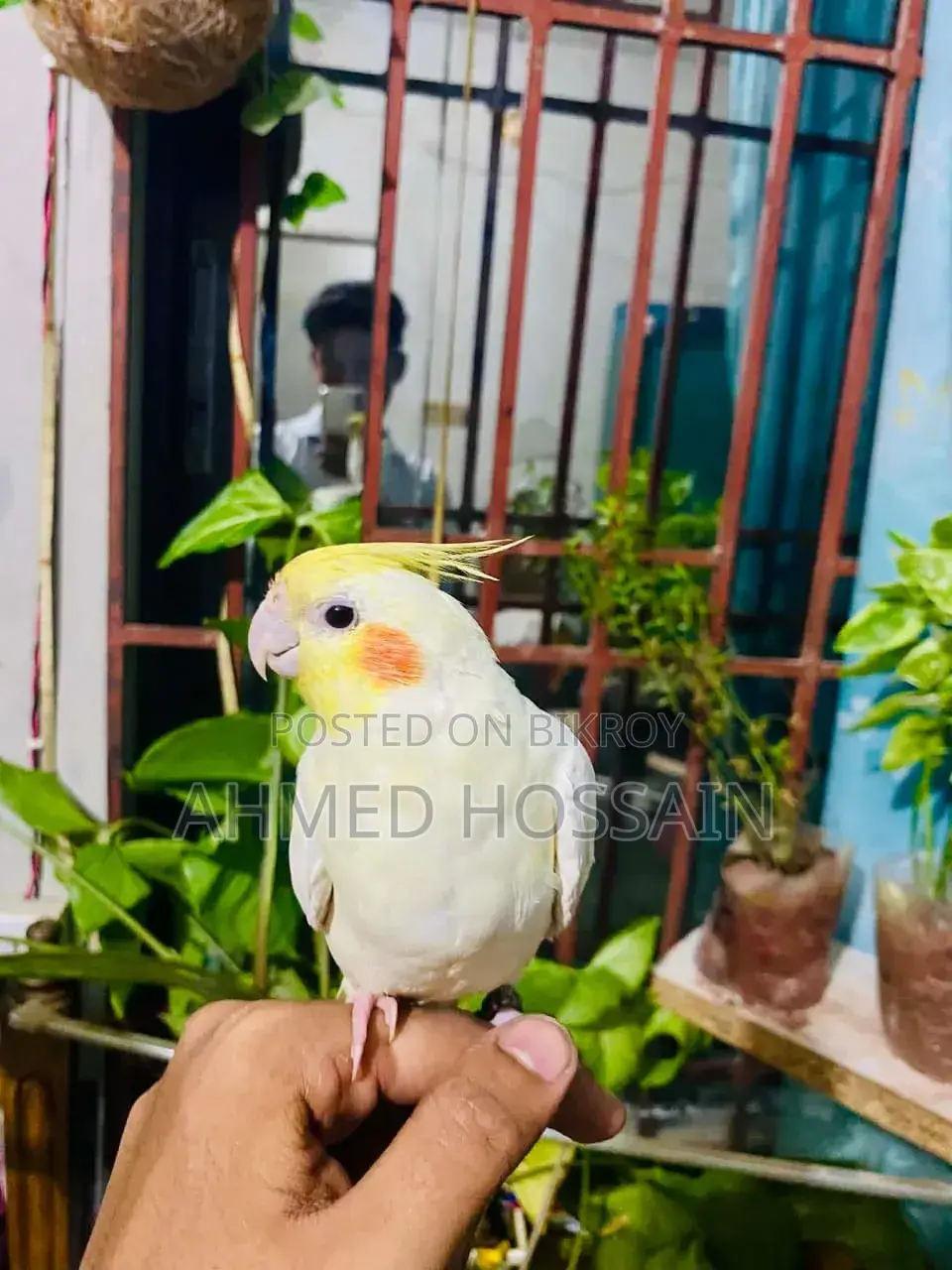 Fully Tamed Cockatiel Bird