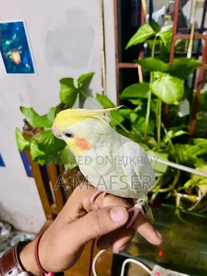 ফুল টেম কোকাটেল পাখি