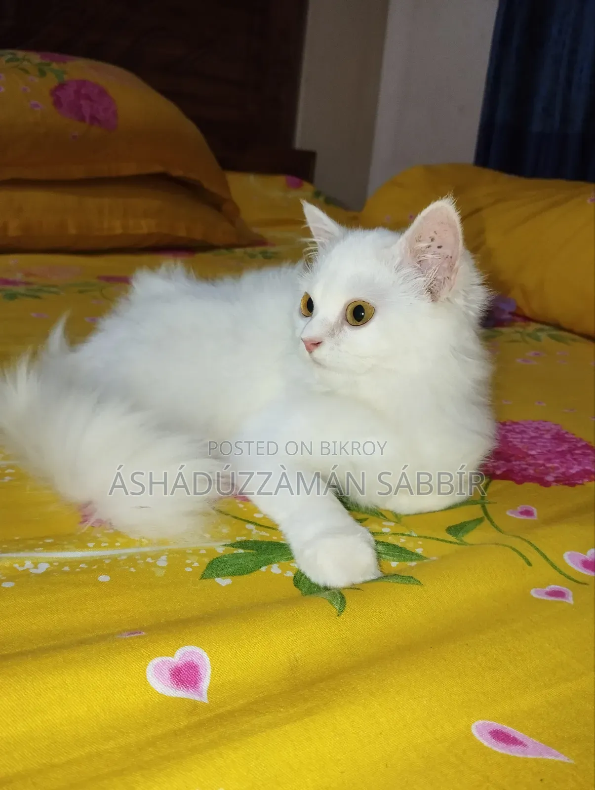 1+ Year Male Purebred Persian