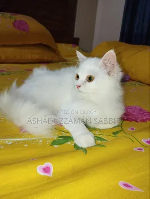 1+ Year Male Purebred Persian