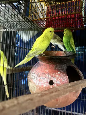 বাজরিগার পাখি বিক্রি