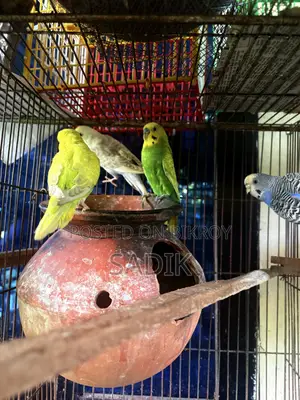 বাজরিগার পাখি বিক্রি