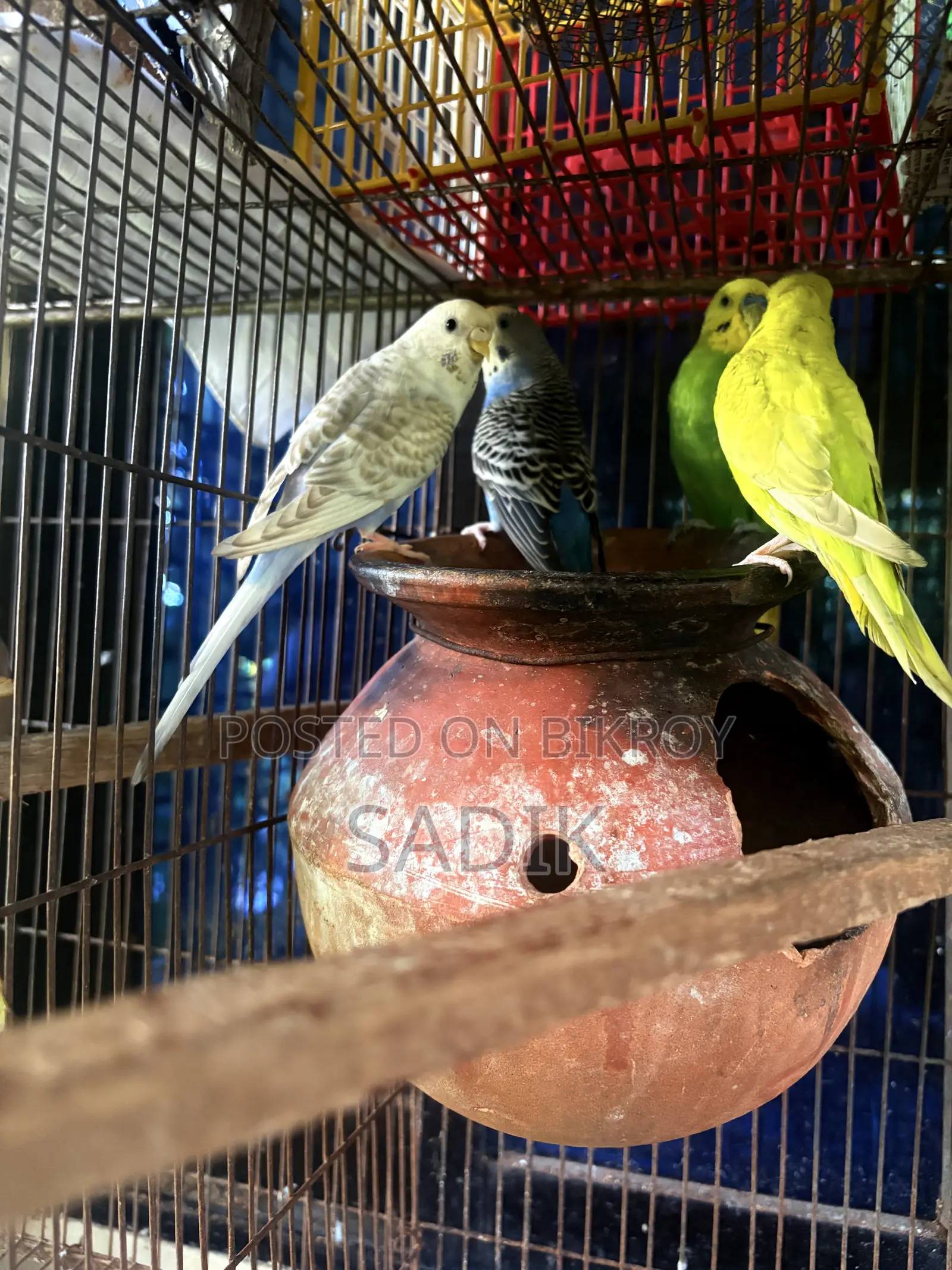 বাজরিগার পাখি বিক্রি