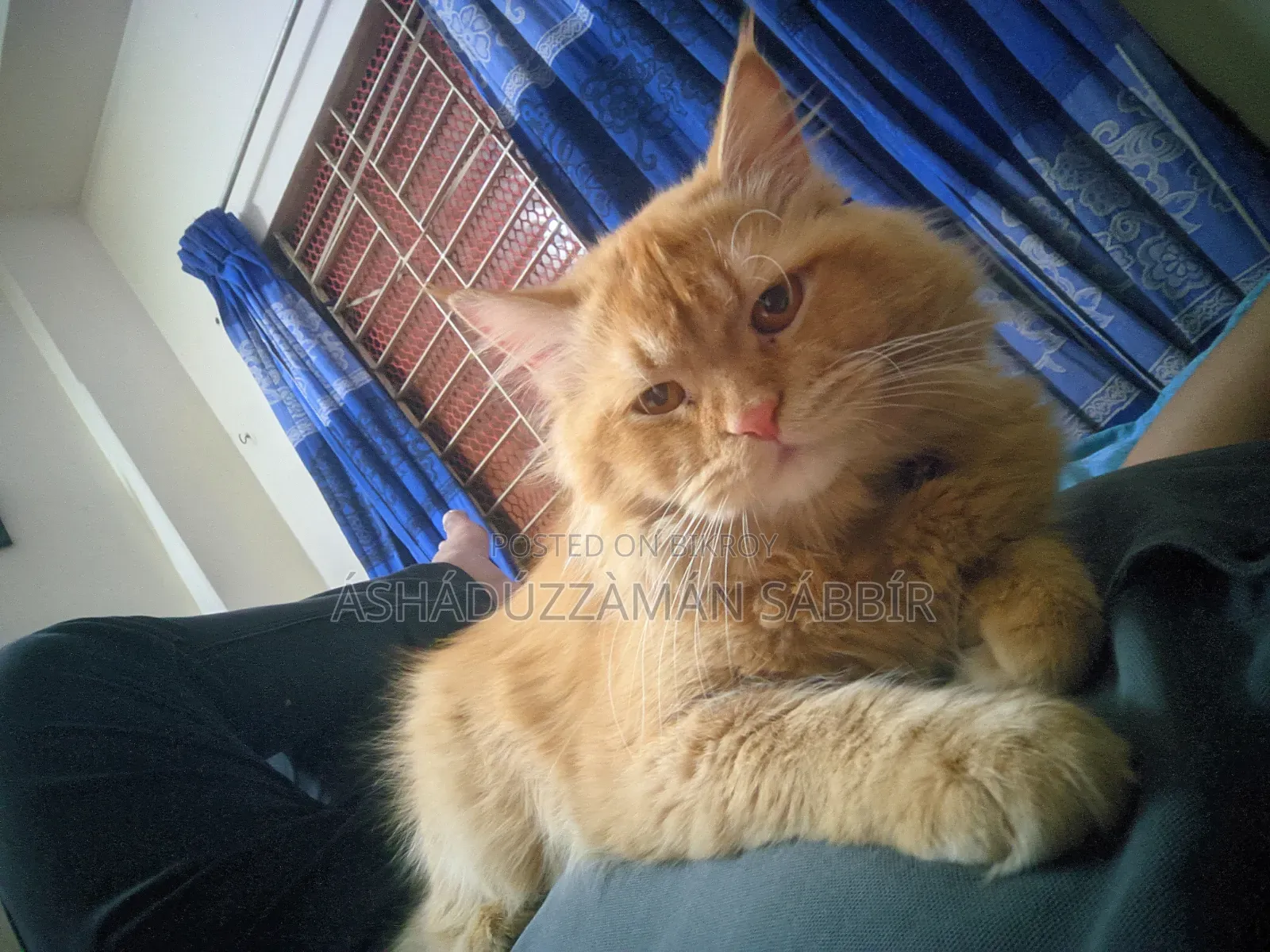 1+ Year Male Purebred Persian