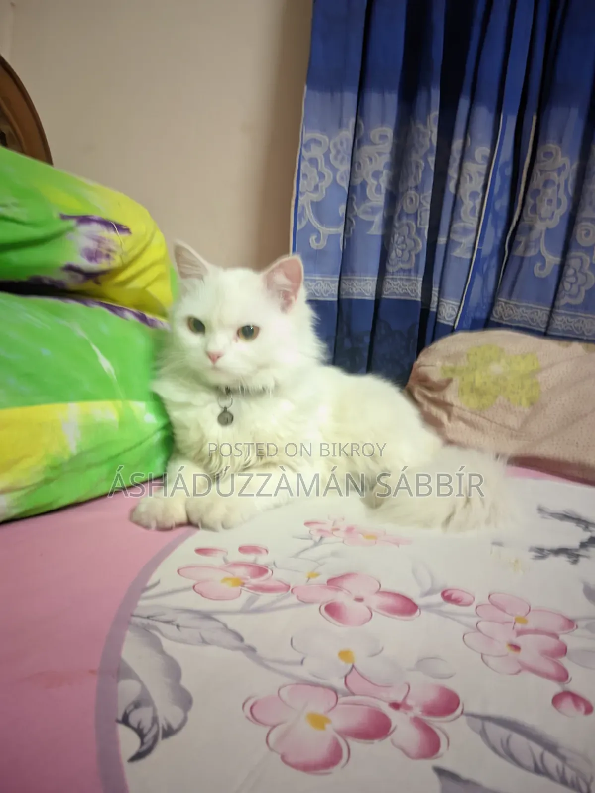 1+ Year Male Purebred Persian