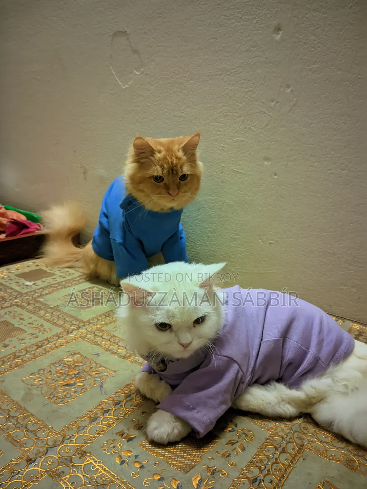 1+ Year Male Purebred Persian