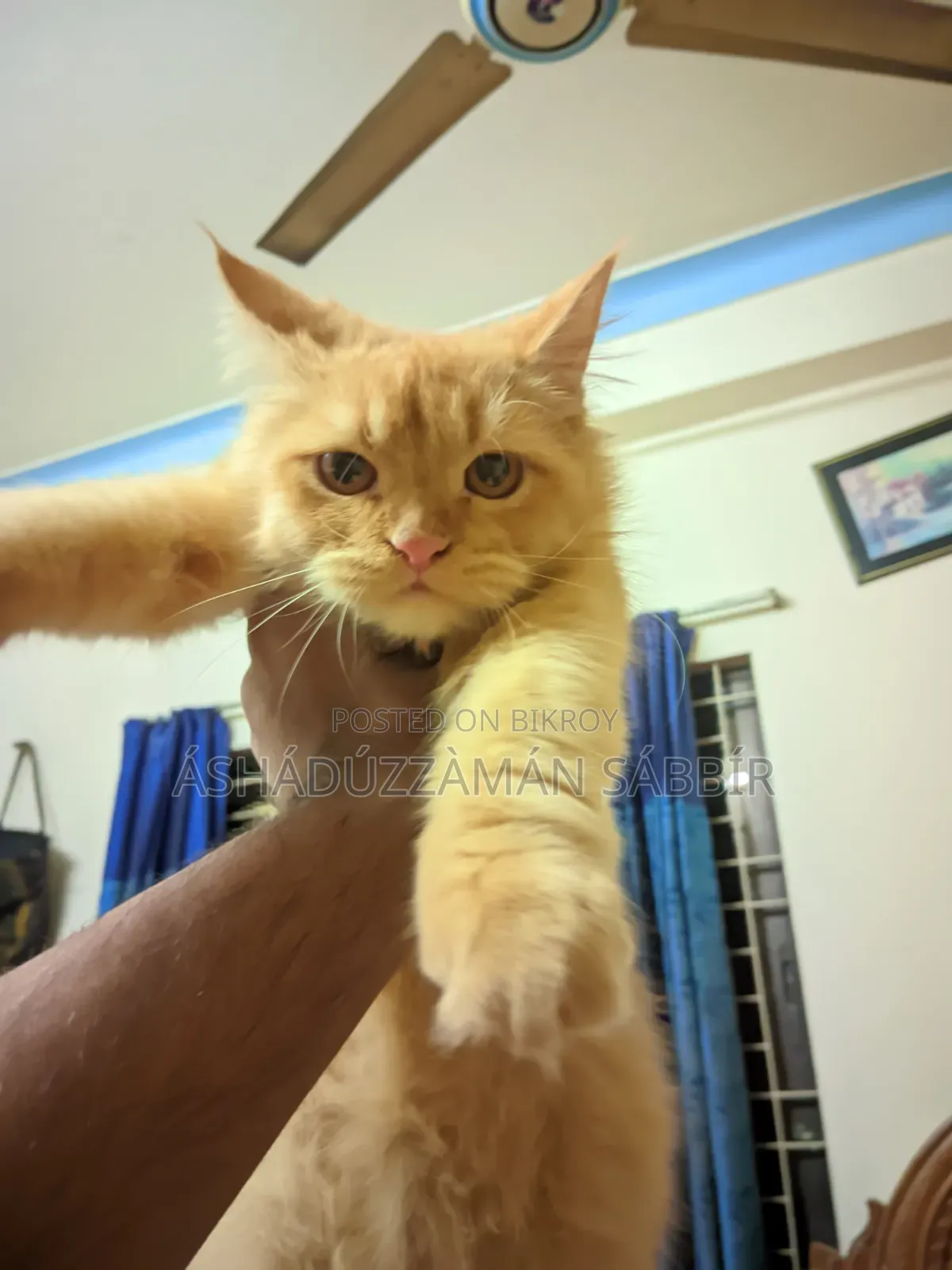 1+ Year Male Purebred Persian