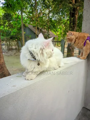 1+ Year Male Purebred Persian
